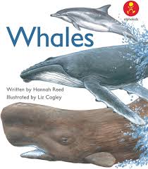Whales Used Book at Skull & Books VR Cocoa Beach